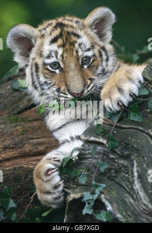 Cuccioli di tigre a Howletts Foto Stock