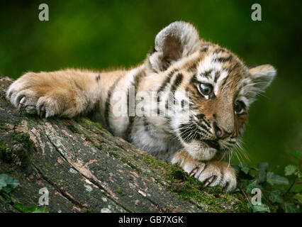 Cuccioli di tigre a Howletts Foto Stock