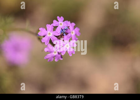 Minuscola viola selvatica cluster fiore fiorisce in primavera in un prato in California del Sud Foto Stock