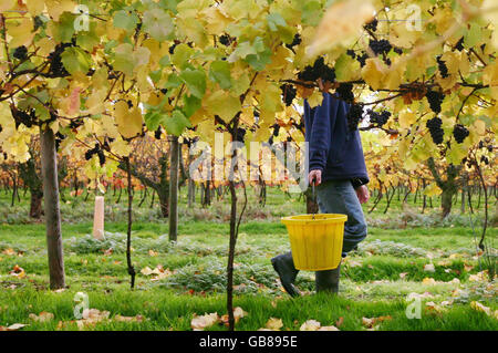 I raccoglitori d'uva portano nella vendemmia delle uve Pinot Nero presso la Cantina Chapel Down di Tenterden, Kent. Foto Stock