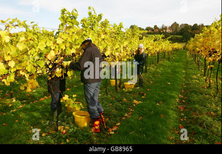 I raccoglitori d'uva portano nella vendemmia delle uve Pinot Nero presso la Cantina Chapel Down di Tenterden, Kent. Foto Stock