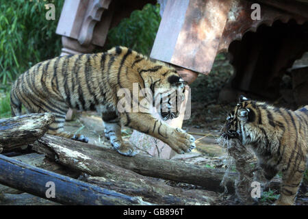 Due cuccioli di tigre di Sumatran al Chessington World of Adventures in Surrey. Foto Stock