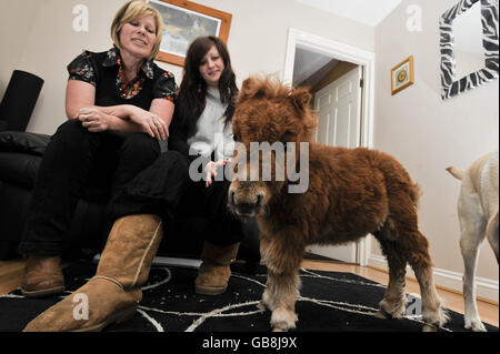 Hope, un mini pony Shetland di sei settimane, bevendo latte nella sua penna  con l'aiuto del proprietario Paula Harkin alla loro casa Gloucester Foto  stock - Alamy