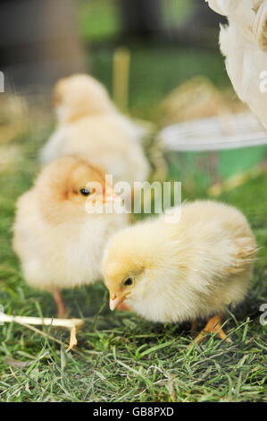 Pulcini nati sei mesi prima. Pulcini giovani, con la loro gallina madre alla fattoria di Shaw inferiore, Swindon. I pulcini sono nati sei mesi prima. Foto Stock