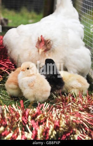 I pulcini giovani, con la loro gallina madre alla fattoria di Lower Shaw, Swindon. I pulcini sono nati sei mesi prima. Foto Stock