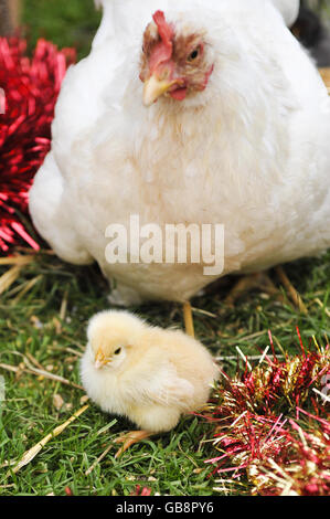 Pulcini nati sei mesi prima. Pulcini giovani, con la loro gallina madre alla fattoria di Shaw inferiore, Swindon. I pulcini sono nati sei mesi prima. Foto Stock