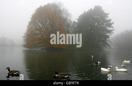 Oche e anatre su un lago nel Calderstones Park, Allerton, Liverpool, in un giorno d'autunno foggoso. Foto Stock
