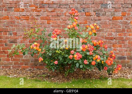 Rosa e Arancio rose, iniziando a decadimento, in un giardino inglese. Foto Stock