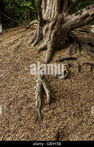 Yew Tree radici che sorge fuori del terreno. Foto Stock