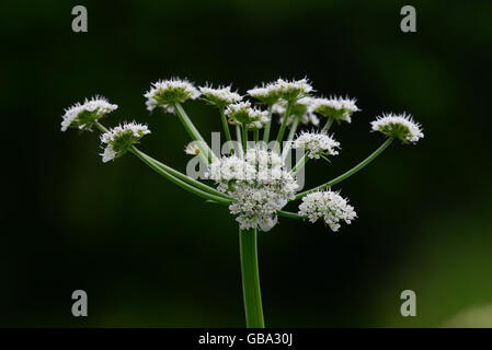 Prezzemolo dropwort acqua Foto Stock