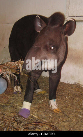Toby il tapir indossando calzini colorati durante il tempo invernale, mentre cammina intorno al suo recinto al Noah's Ark Zoo Farm a Wraxall, North Somerset. Foto Stock