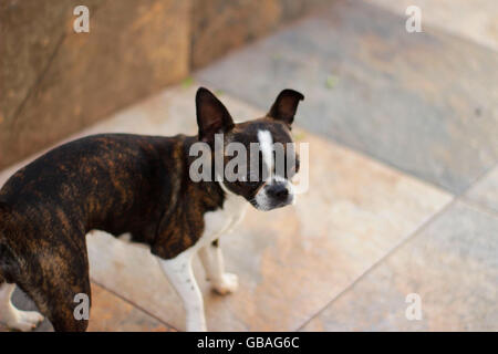 Fotografia di un Boston Terrier cucciolo di cane su un pavimento a mosaico Foto Stock