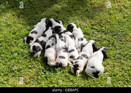 English Cocker Spaniel cuccioli, 14 giorni vecchi cani outdoor su erba verde Foto Stock