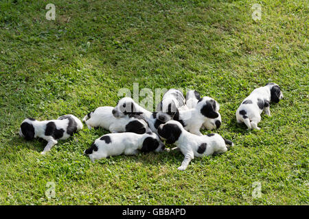 English Cocker Spaniel cuccioli, 14 giorni vecchi cani outdoor su erba verde Foto Stock