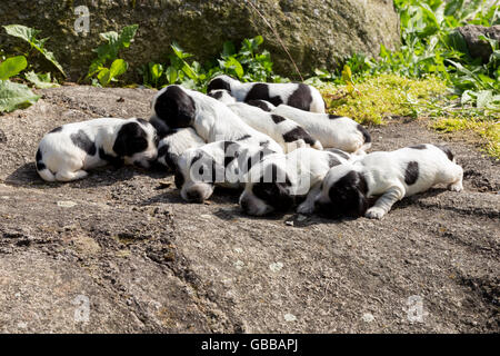 English Cocker Spaniel cuccioli, 14 giorni vecchi cani all'aperto sul giardino rock Foto Stock