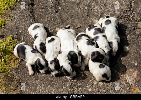 English Cocker Spaniel cuccioli, 14 giorni vecchi cani all'aperto sul giardino rock Foto Stock
