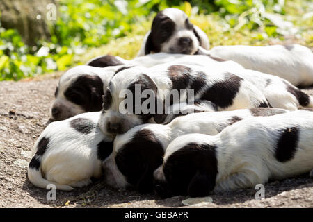 English Cocker Spaniel cuccioli, 14 giorni vecchi cani all'aperto sul giardino rock Foto Stock
