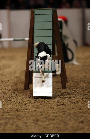 Il Kennel Club Dog Agility mostra al concerto serale di Olympia il London International Horse Show nella Great Hall of Olympia Exhibition Center a West London. Foto Stock