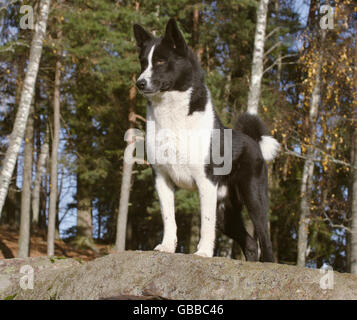 Karelian bear dog Foto Stock