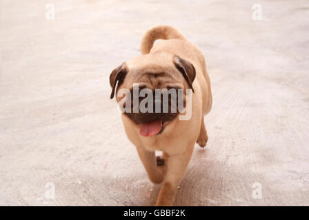 Fotografia di un pug cane su un pavimento in calcestruzzo Foto Stock