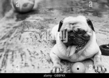 Fotografia di un pug dog e una palla di basket su un pavimento in calcestruzzo Foto Stock