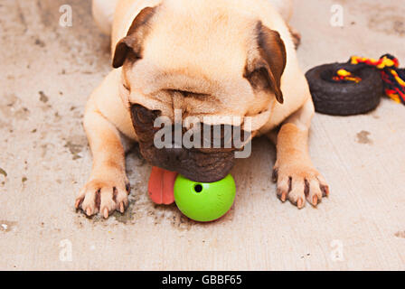 Fotografia di un pug cane su un pavimento in calcestruzzo Foto Stock