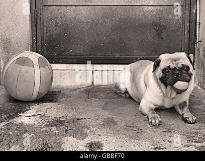 Fotografia di un pug dog e una palla di basket su un pavimento di cemento e Foto Stock