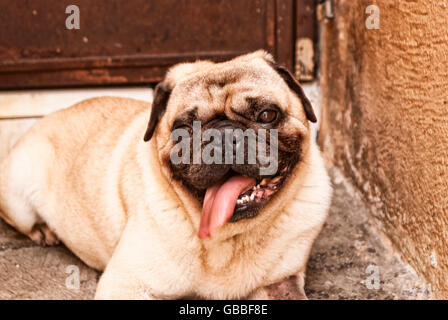 Fotografia di un pug cane su un pavimento di cemento e Foto Stock