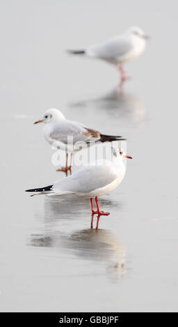 Tre gabbiani a testa nera si riflettono nel ghiaccio sul lago ghiacciato presso la riserva naturale Fairburn Ings, Castleford, West Yorkshire. Foto Stock
