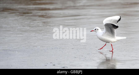 Un gabbiano a testa nera cammina attraverso il ghiaccio sul lago ghiacciato presso la riserva naturale Fairburn Ings, Castleford, West Yorkshire. Foto Stock