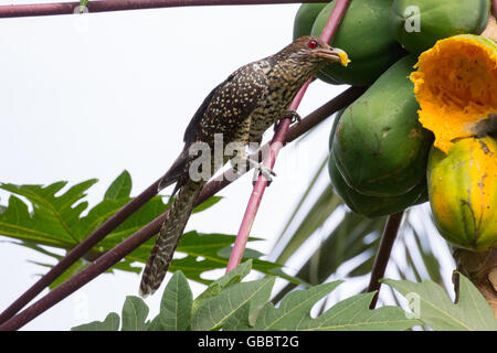 Femmina asiatica koel (Eudynamys scolopaceus) Foto Stock