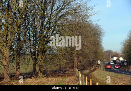 Centro storico viale di alberi abbattuti dalla malattia Foto Stock