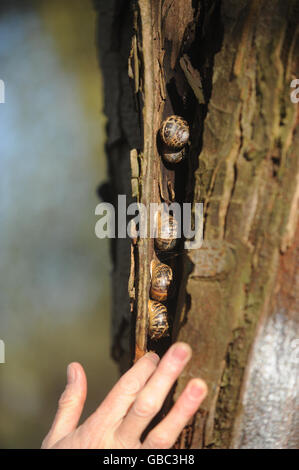 Un albero di castagno di cavallo malato nella tenuta di Avebury nel Wiltshire. Un viale di 28 castagne storiche di cavalli è caduto vittima di una malattia vorace che spazzano gli alberi della nazione e deve essere abbattuto. Foto Stock