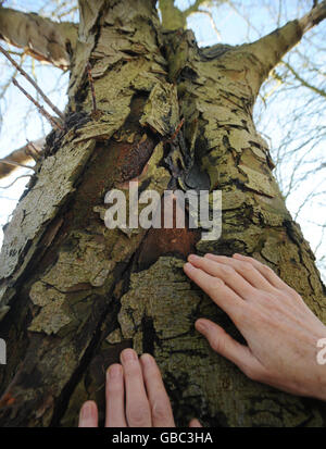 Un albero di castagno di cavallo malato nella tenuta di Avebury nel Wiltshire. Un viale di 28 castagne storiche di cavalli è caduto vittima di una malattia vorace che spazzano gli alberi della nazione e deve essere abbattuto. Foto Stock