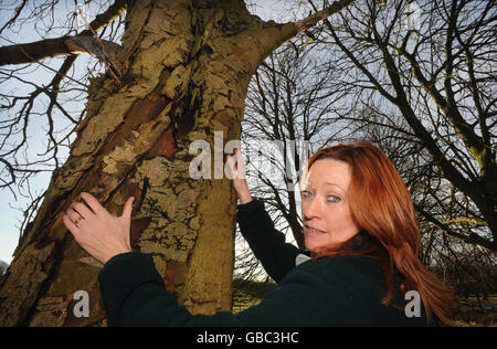 Hilary Makins, direttore della tenuta di Avebury nel Wiltshire, con un albero di castagno di cavallo malato. Un viale di 28 castagne storiche è caduto vittima di una malattia vorace che spazzano gli alberi della nazione e deve essere abbattuto. Foto Stock