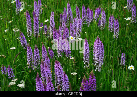 Southern marsh orchid Foto Stock