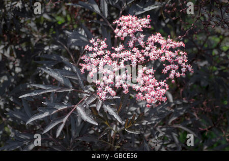 Fiori su Sambucus nigra pizzo nero a inizio estate Foto Stock