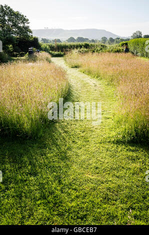 Percorso attraverso unmown erba di prato ha permesso di crescere e fiore prima del taglio in tarda estate si vede subito dopo il sunrise Foto Stock