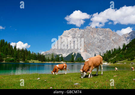 Bergsee, Sommer, Kuehe, Ehrwalder Alm, Seebensee, Zugspitze, Tirol, Oesterreic Foto Stock
