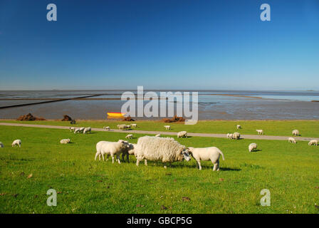 Ovini domestici su dike, isola Nordstrand, Frisia settentrionale, Schleswig-Holstein, Germania Foto Stock