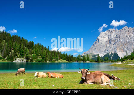 Bovini domestici, mucche sul prato alpino, Lago Seebensee, Zugspitze, Distretto di Reutte, Tirolo, Austria / Ehrwalder Alm Foto Stock