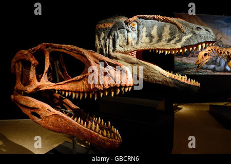 Il cranio e la ricostruzione di Carcharodontosaurus saharicus, museo di storia naturale di Berlino, Germania Foto Stock