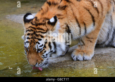 Junger Amurtiger, Sibirischer Tiger (Panthera tigris altaica), trinkt Wasser, prigionieri Asien Foto Stock