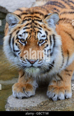 Junger Amurtiger, Sibirischer Tiger (Panthera tigris altaica), prigionieri Asien Foto Stock