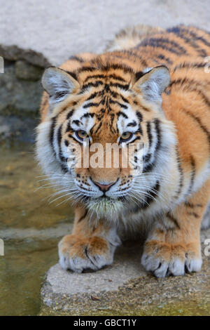 Junger Amurtiger, Sibirischer Tiger (Panthera tigris altaica), prigionieri Asien Foto Stock