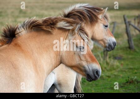 Cavalli di fiordo Foto Stock