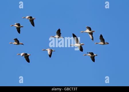 Graugaense (Anser anser), Nationalpark Vorpommersche Boddenlandschaft, Deutschland Foto Stock