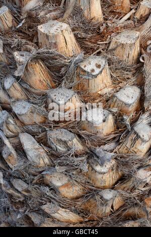 Reste alterabgestorbener Blaetter, Kanarische Dattelpalme (Phoenix canariensis), Playa Blanca, Lanzarote, Kanarische isole, Kanaren, Spanien Foto Stock