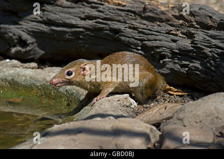 Un Treeshrew settentrionale (Tupaia belangeri) proveniente da bere a una foresta in piscina a ovest della Thailandia Foto Stock