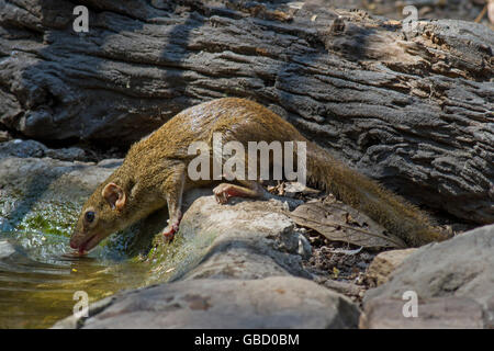 Un Treeshrew settentrionale (Tupaia belangeri) proveniente da bere a una foresta in piscina a ovest della Thailandia Foto Stock